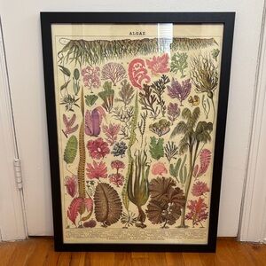 Vintage Algae Art Print with Black Frame